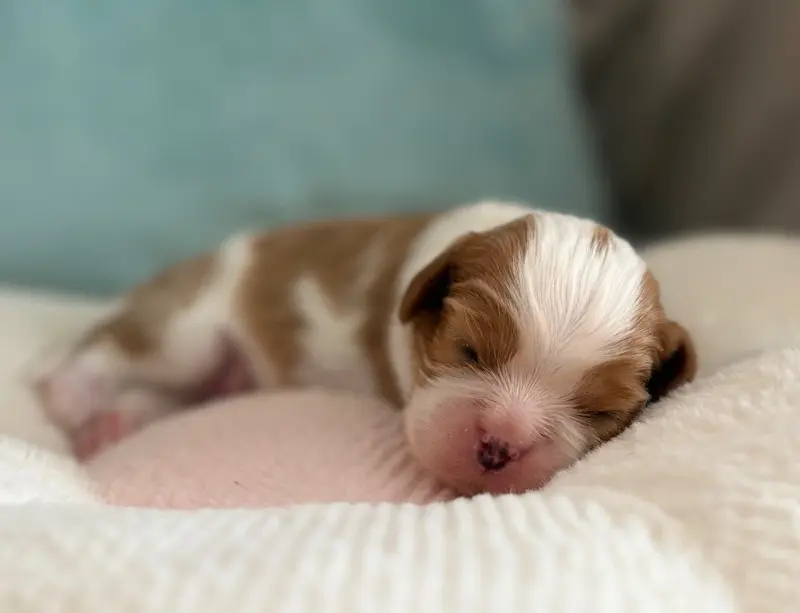 Billy heart, Cavalier King Charles, élevage Sweet Baby Bear