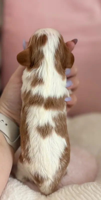 Portée de Cavalier King Charles, élevage Sweet Baby Bear