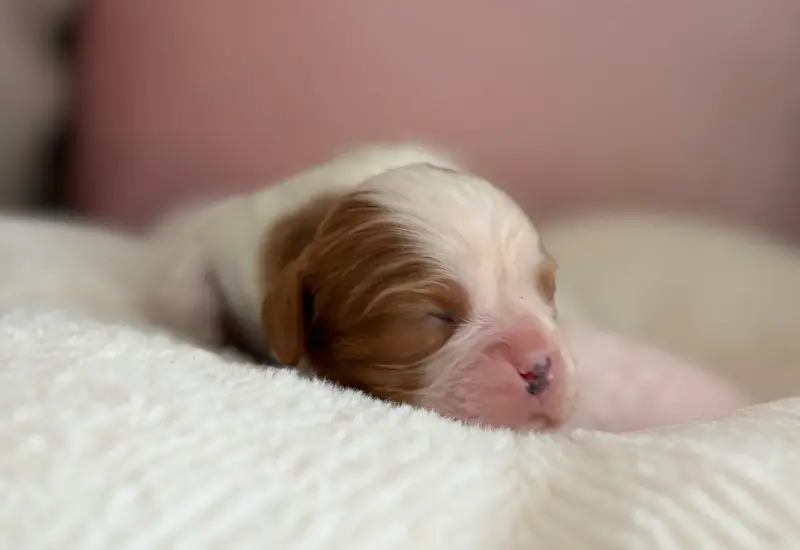 Portée de Cavalier King Charles, élevage Sweet Baby Bear