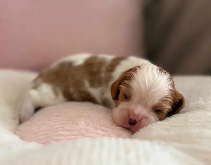 Portée de Cavalier King Charles, élevage Sweet Baby Bear
