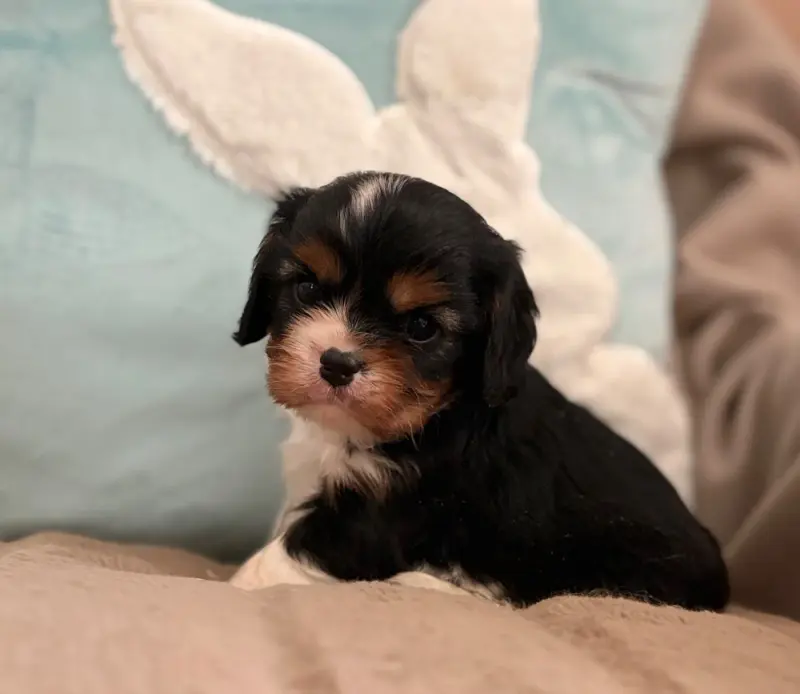 Photo de l'élevage Sweet Baby Bear