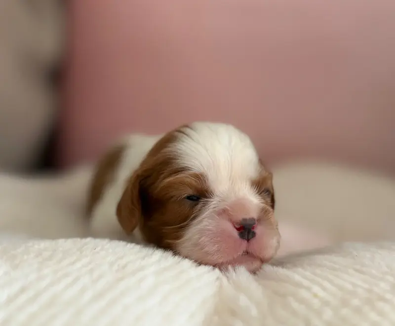 Portée de Cavalier King Charles, élevage Sweet Baby Bear