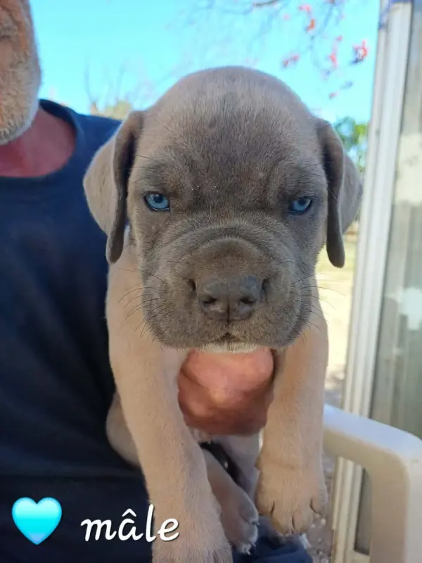 Chiot 3 Collier Bleu, Cane corso, élevage Des Gardiens de l'Eau Vive