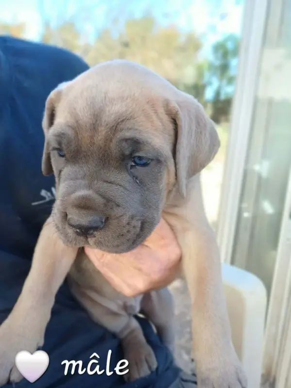 Chiot 4 Collier Blanc, Cane corso, élevage Des Gardiens de l'Eau Vive