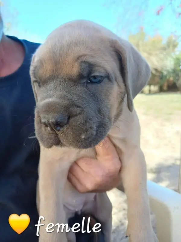 Chiot 1 Collier Jaune, Cane corso, élevage Des Gardiens de l'Eau Vive