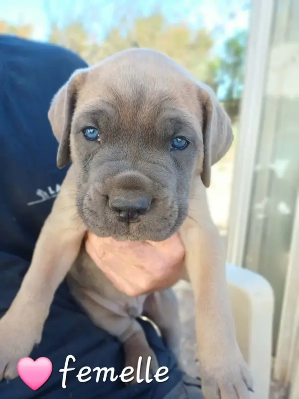 Chiot 2 Collier Rose, Cane corso, élevage Des Gardiens de l'Eau Vive
