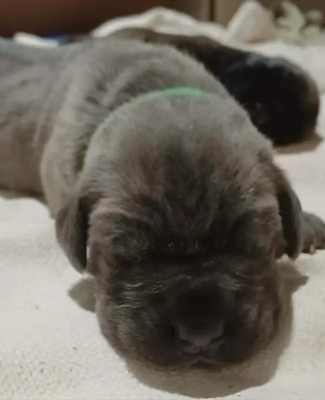 Photo de l'élevage Des Gardiens de l'Eau Vive