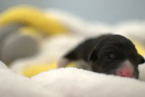Boni, Berger australien, élevage De l'Ode a la Vie