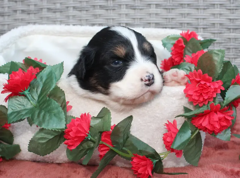 Chiot, Berger australien, élevage Des Terres de Legendes