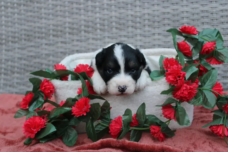 Chiot, Berger australien, élevage Des Terres de Legendes