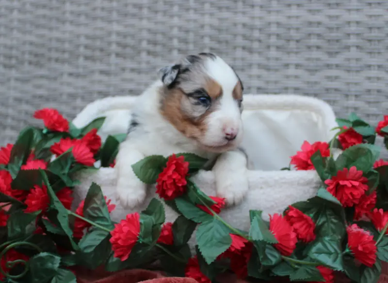 Chiot, Berger australien, élevage Des Terres de Legendes