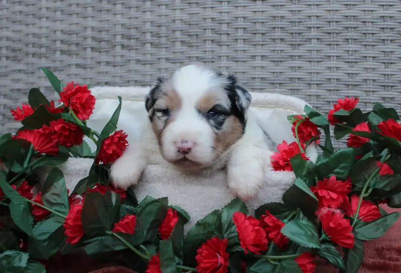 Chiot, Berger australien, élevage Des Terres de Legendes