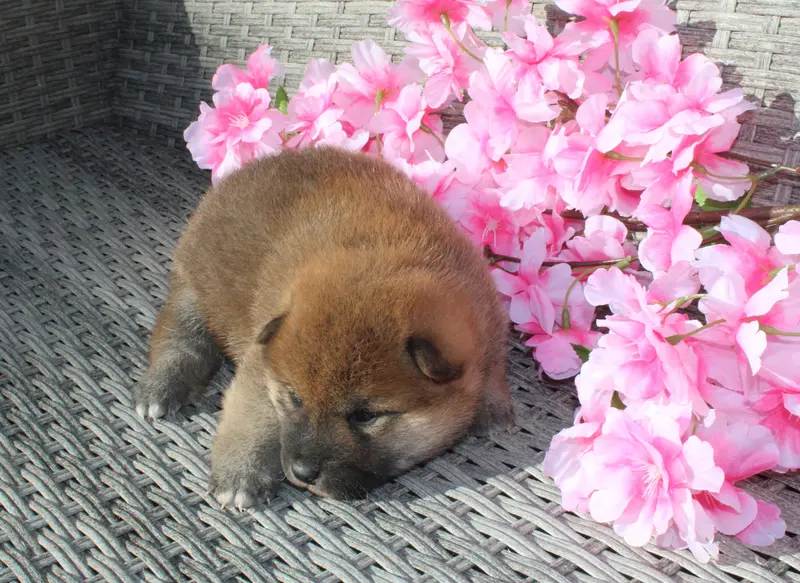 Chiot, Shiba inu, élevage Des Terres de Legendes