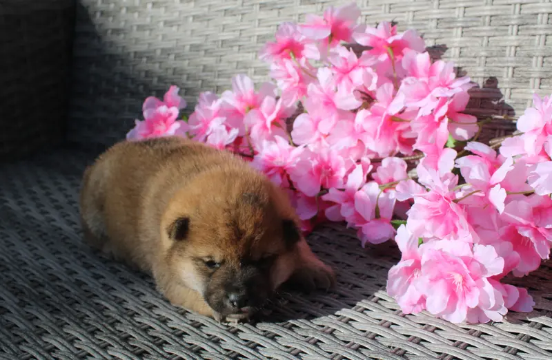 Chiot, Shiba inu, élevage Des Terres de Legendes