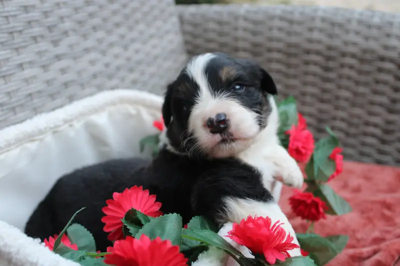 Chiot, Berger australien, élevage Des Terres de Legendes