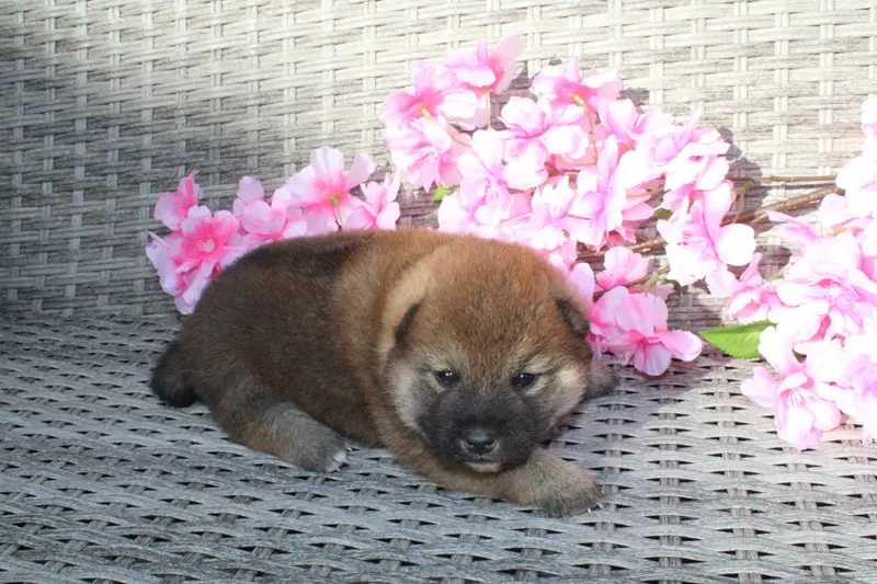 Chiot, Shiba inu, élevage Des Terres de Legendes