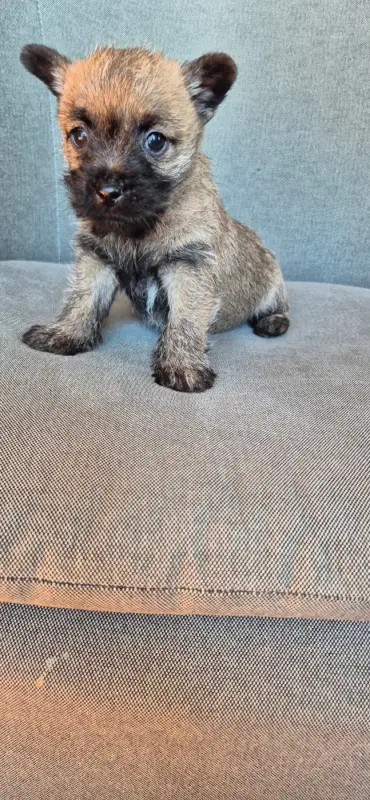 Chiot, Cairn terrier, élevage De la Bergerie Warren