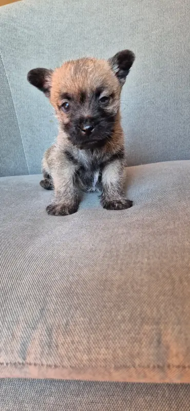 Portée de Cairn terrier, élevage De la Bergerie Warren