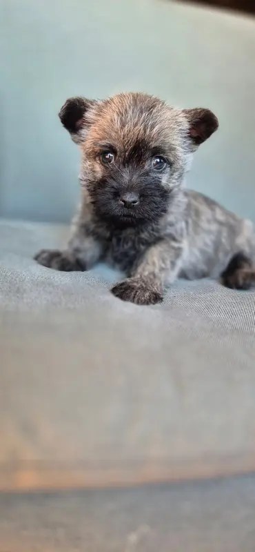 Chiot, Cairn terrier, élevage De la Bergerie Warren