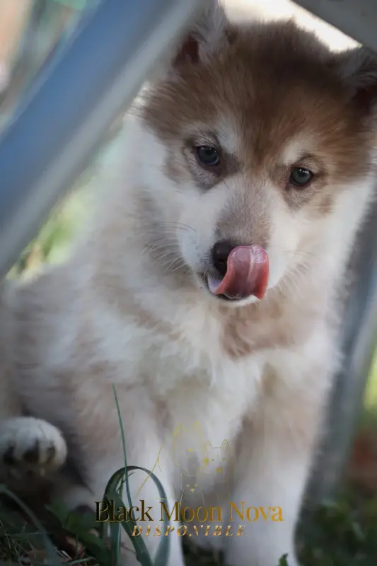 Black Moon Nova of Kolyma Wolves, Husky sibérien, élevage Of Kolyma Wolves