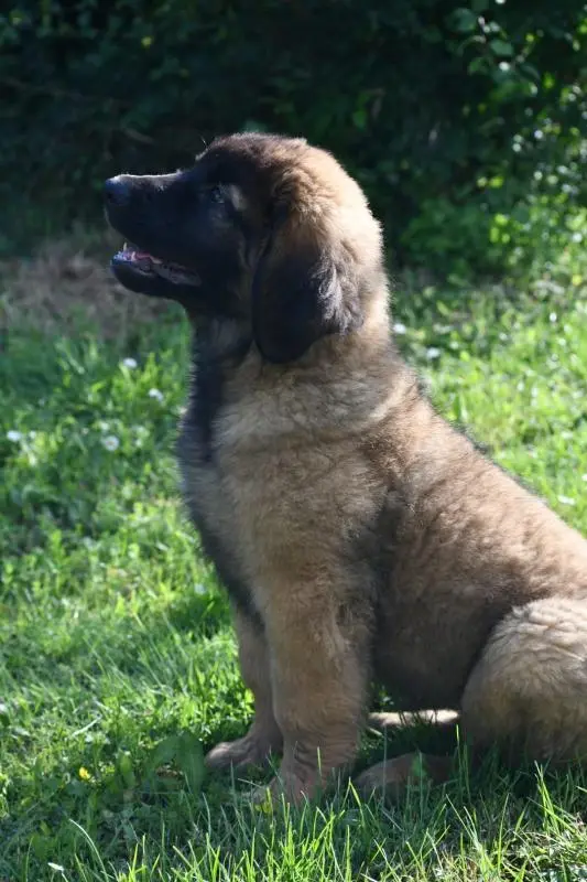 Portée de Leonberger, élevage Du Duche de Burgondie