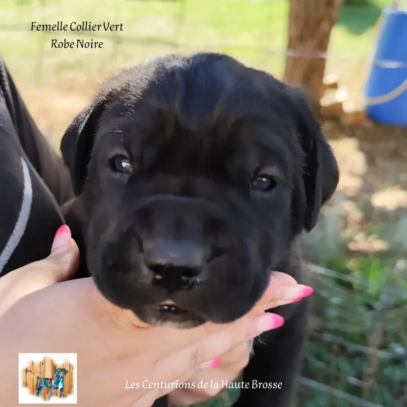Collier Vert, Cane corso, élevage Des Centurions de la Haute Brosse