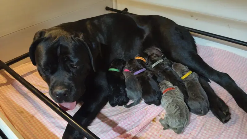 Portée de Cane corso, élevage Des Centurions de la Haute Brosse