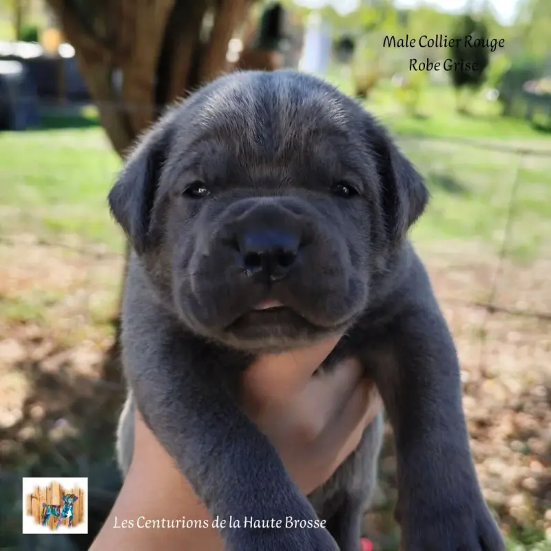 Portée de Cane corso, élevage Des Centurions de la Haute Brosse