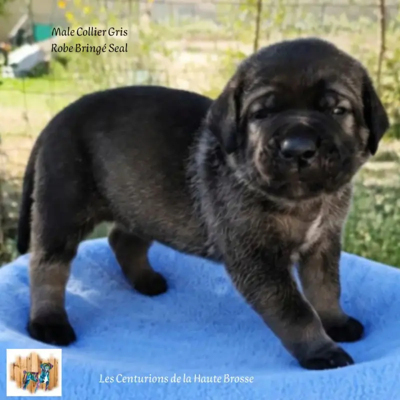 Portée de Cane corso, élevage Des Centurions de la Haute Brosse