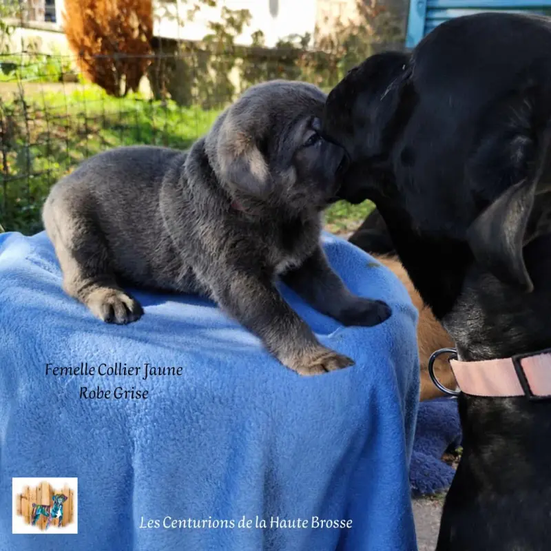 Portée de Cane corso, élevage Des Centurions de la Haute Brosse
