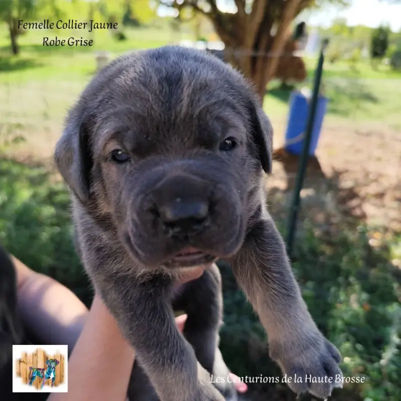 Collier Jaune, Cane corso, élevage Des Centurions de la Haute Brosse