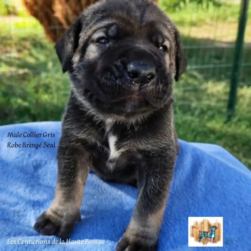 Chiot, Cane corso, élevage Des Centurions de la Haute Brosse