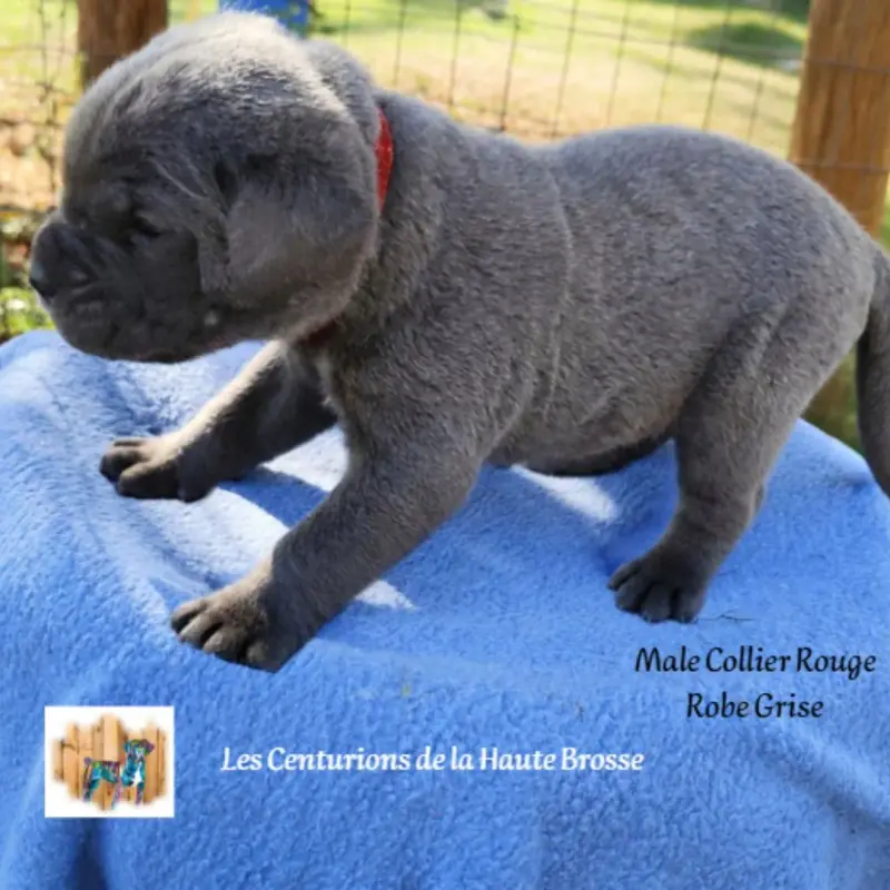Portée de Cane corso, élevage Des Centurions de la Haute Brosse