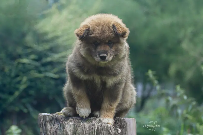 Mère de la portée de Chien finnois de Laponie, élevage O'Khelyara