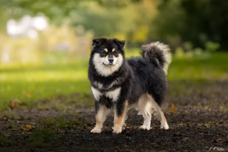 Portée de Chien finnois de Laponie, élevage O'Khelyara