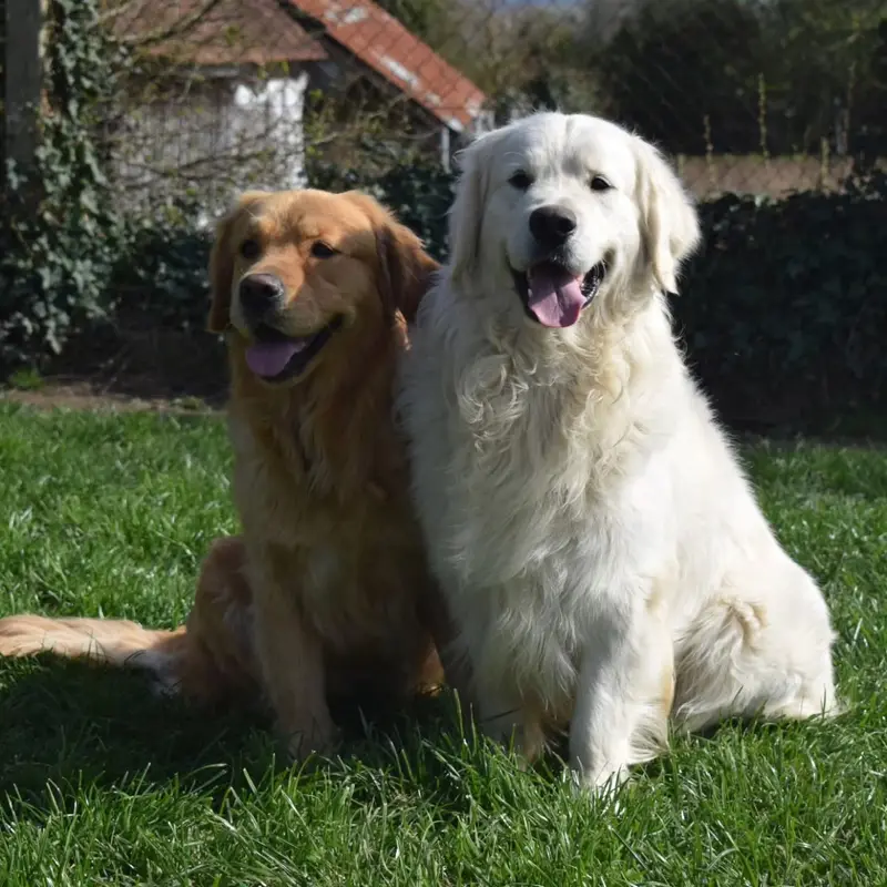 Portée de Golden retriever, élevage De Novely