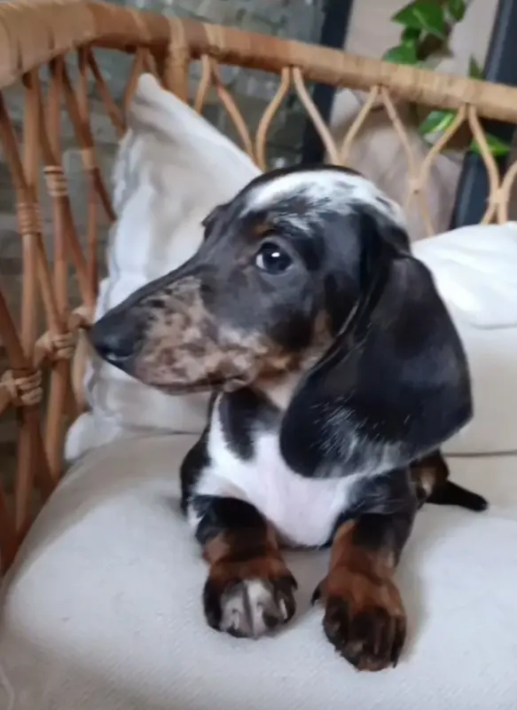 . Beryl, Teckel, élevage De Poppy-Mini-Land