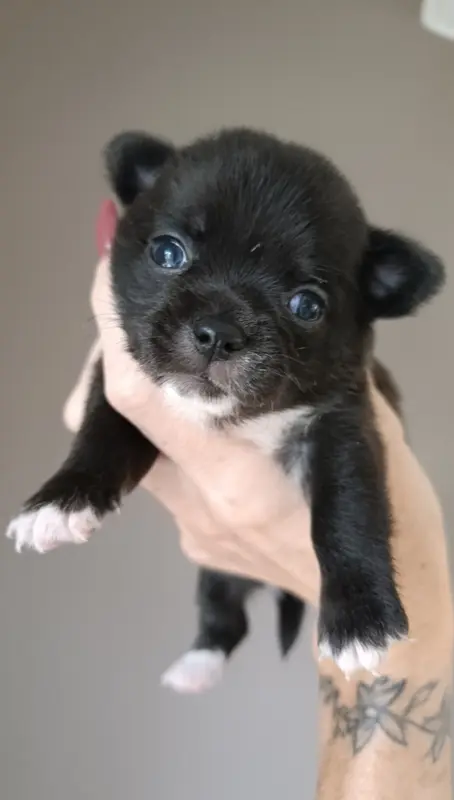 Portée de Chihuahua, élevage De Poppy-Mini-Land