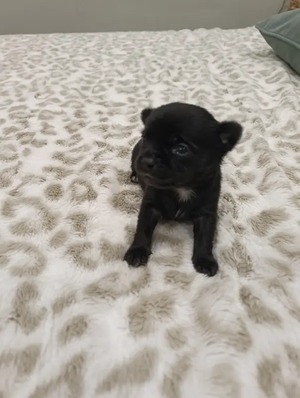 Portée de Chihuahua, élevage De Poppy-Mini-Land