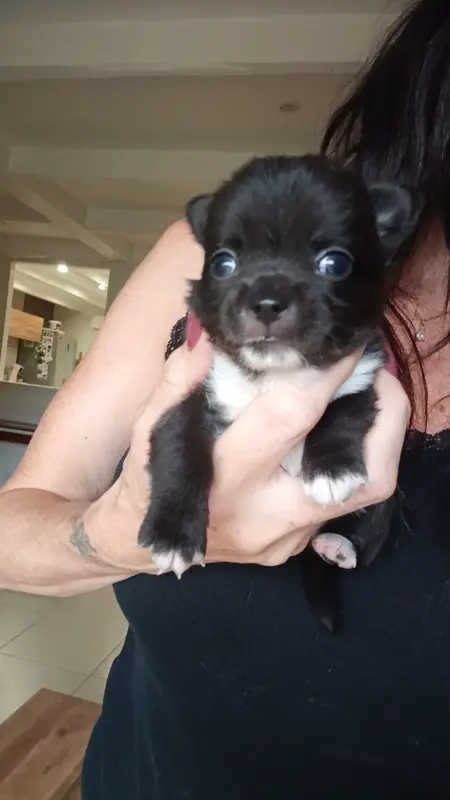 Portée de Chihuahua, élevage De Poppy-Mini-Land