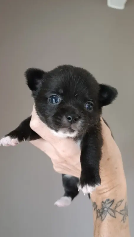 Portée de Chihuahua, élevage De Poppy-Mini-Land