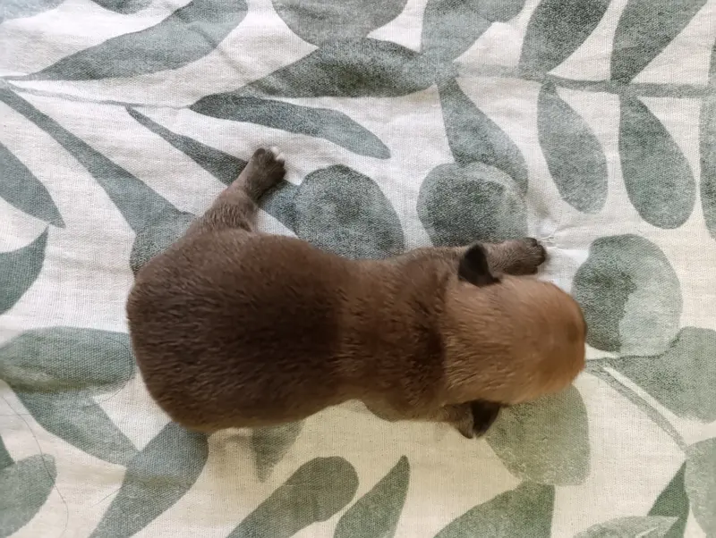 Portée de Chihuahua, élevage De Poppy-Mini-Land