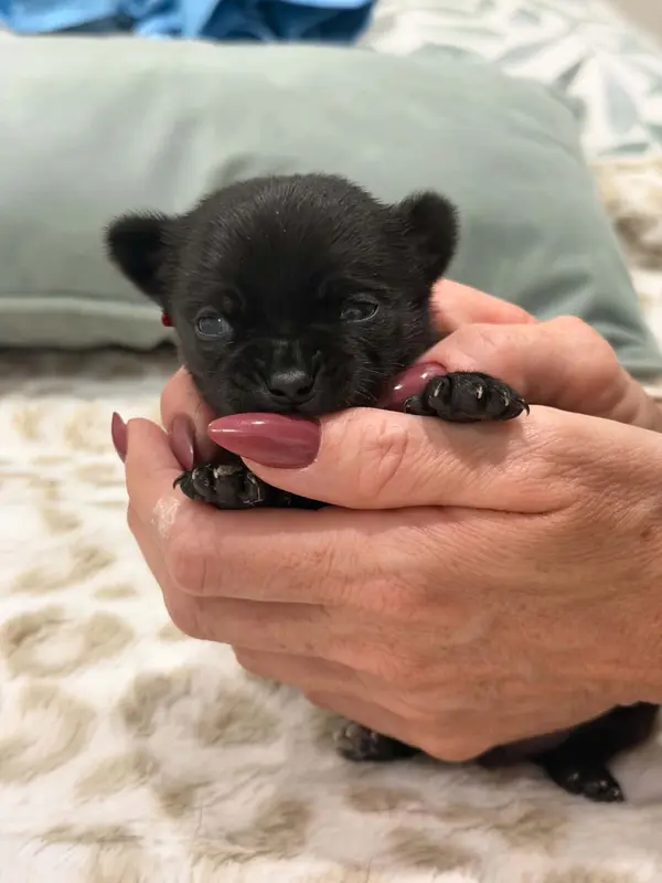 Portée de Chihuahua, élevage De Poppy-Mini-Land