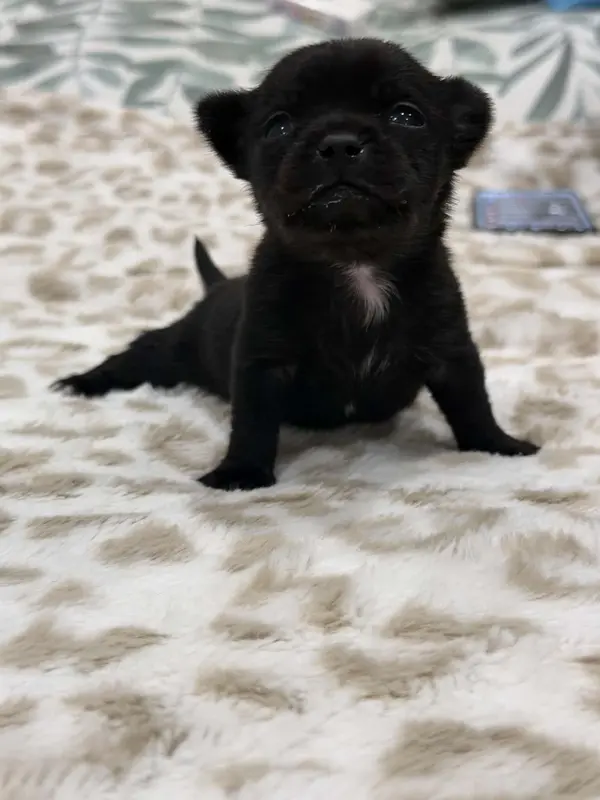 Portée de Chihuahua, élevage De Poppy-Mini-Land