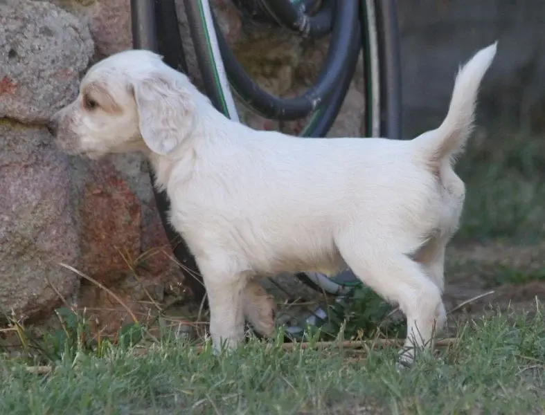 Portée de Setter anglais, élevage De Roc'Mignon
