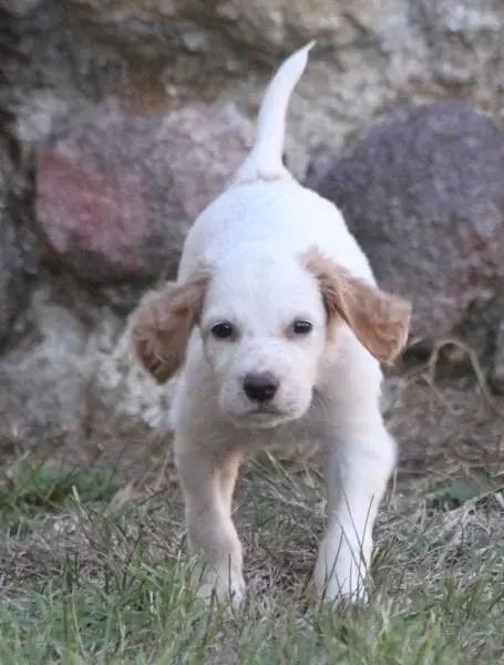 Benji, Setter anglais, élevage De Roc'Mignon