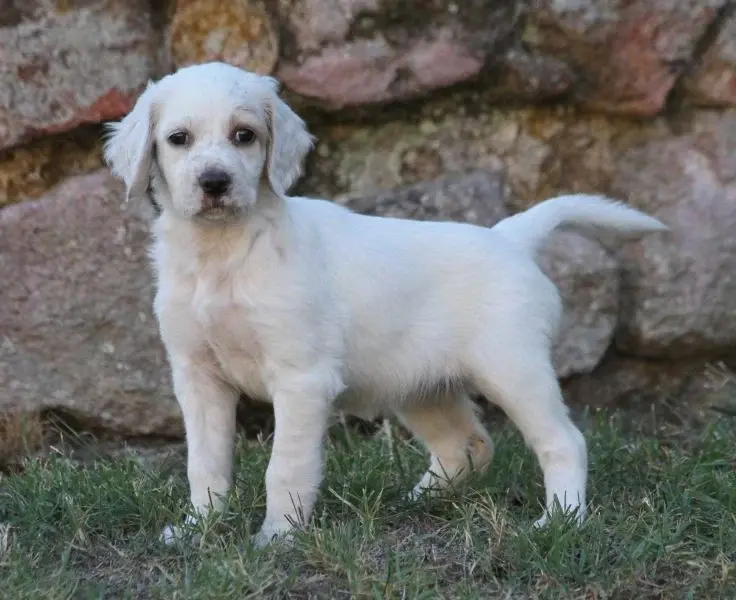 Portée de Setter anglais, élevage De Roc'Mignon