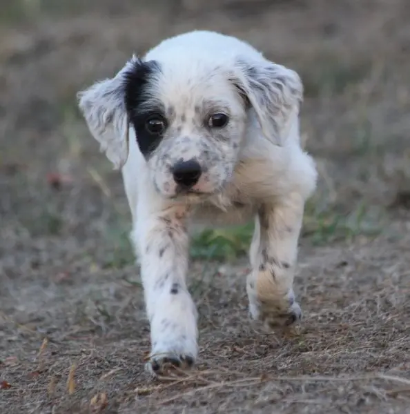 Betsy, Setter anglais, élevage De Roc'Mignon