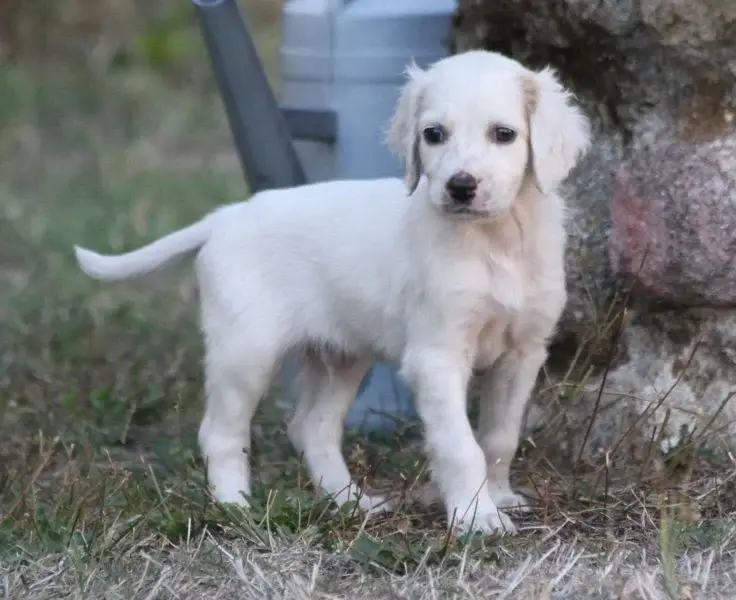 Bentley, Setter anglais, élevage De Roc'Mignon