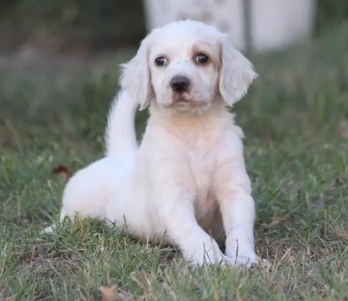 Portée de Setter anglais, élevage De Roc'Mignon